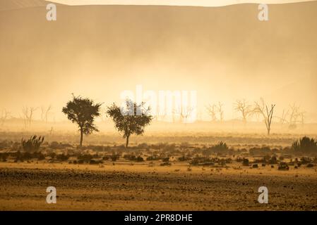 Heat haze in Sossusvlei  Namibia  Dead tree trunks in Death Valley Stock Photo