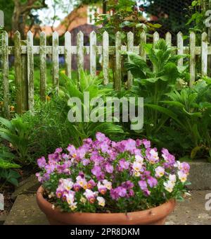 Landscape of pansies growing in a vase in a backyard garden in summer. Pretty purple plants blooming in a lush green environment in spring. Beautiful violet flowering plants budding in a yard outside Stock Photo