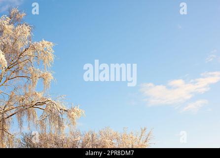 Tree branches covered in snow in winter against a clear sky background with copyspace. Frozen leaves and branches of a tall tree. Snow melting off green leaves in early spring after snowfall outside Stock Photo