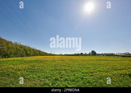Vibrant yellow flowers under clear blue sky on a sunny day Stock Photo ...