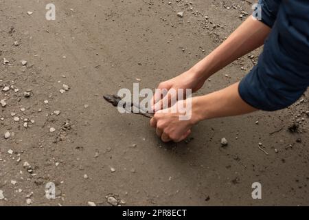 Frog leaping out of a persons hands Stock Photo