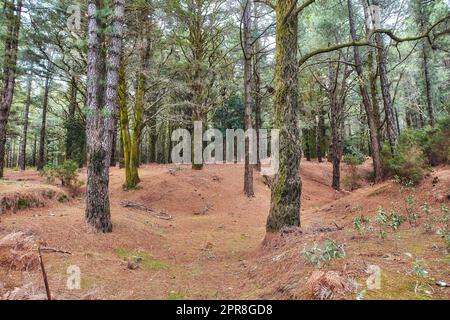 Pine trees in a forest in winter on the mountains. Landscape of many dry tree trunks on a sandy hill. A wild empty environment on the mountain of La Palma, Canary Islands, Spain in autumn Stock Photo
