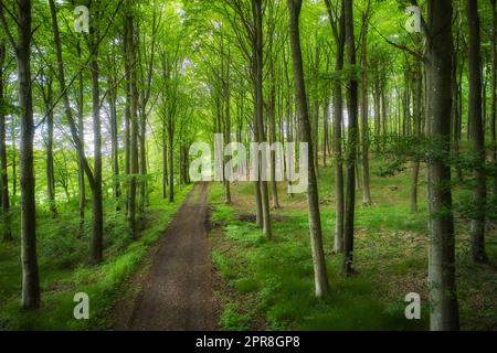 Hidden mystery path leading through trees in a magical deciduous forest in remote, serene and quiet environment. Scenic landscape of lush green woods with a pathway to a beautiful place in nature Stock Photo