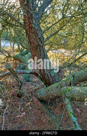 Tangled pine trees in a forest. Nature landscape of old tree trunks covered in moss or lichen with lots of branches, twigs and vines growing freely in a wild ecological environment Stock Photo