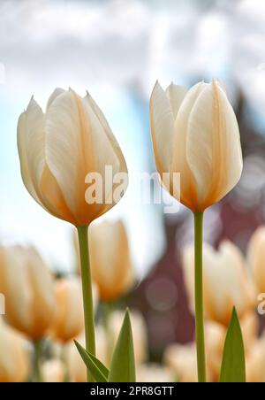 Tulips growing in a lush green backyard garden in summer. Beautiful peach flowering plants flourishing and blooming in a park during springtime. Pretty flora blossoming on a field or countryside Stock Photo