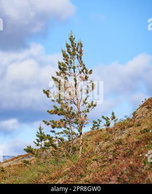 Landscape view of pine, fir or cedar trees growing on a hill with a blue sky background, copy space, clouds. Wood trees in remote coniferous forest. Environmental nature conservation of resin plants Stock Photo