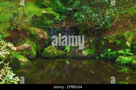 A landscape of the tropical waterfall falls and a small crystal clear pond, peaceful dense tropical rainforest. Serene view of nature, water flowing through small stream in green wood after rainfall Stock Photo