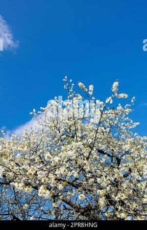 Branches of white japanese cherry blossoms against a clear blue sky copy space background. Delicate prunus serrulata fruit tree from the rosaceae species blooming in a garden on a sunny day outdoors Stock Photo