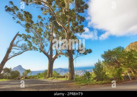 Trees, plants, and vegetation along a road on a cliff in nature against a cloudy blue sky. Panoramic, scenic, and banner view of greenery on a beautiful street overlooking the city in summer Stock Photo