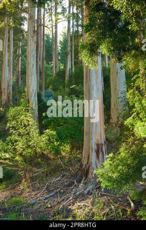 Beautiful forest with lush green plants and tall trees growing in a peaceful and remote environment. Landscape of Eucalyptus trees growing outside in nature at Table Mountain national park in spring Stock Photo