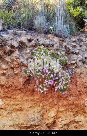 Pink flowers and wild grass growing on mountain side in South Africa. Landscape view of Saponaria ocymoides blooming on dry rocky cliff with bushes and shrubs in uncultivated nature reserve in summer Stock Photo