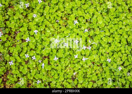 Dicotiledonea, plant with small green leaves and small flowers of light bluish tone. Top view. Stock Photo