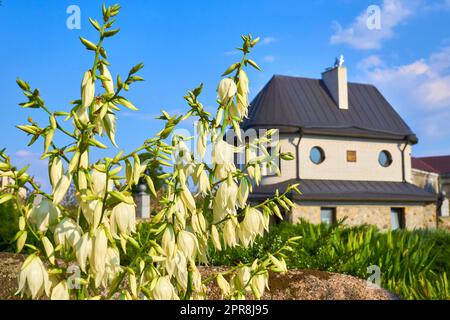 Delicate yellow flower Yucca glauca of the lily family and a small cozy house Stock Photo