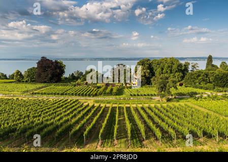 Vineyard at Lake Constance, Hagnau am Bodensee, Baden-Wuerttemberg, Germany Stock Photo