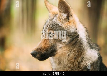 Funny Curious Young Puppy Gray Wolf. Close Up Portrait Of Cub Wolf, Canis Lupus, Gray Wolf, Grey Wolf Stock Photo