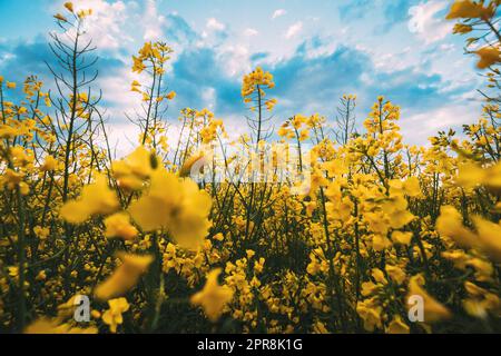 Close Up Of Blossom Of Canola Colza Yellow Flowers Under Blue Sunny Sky. Rapeseed, Oilseed Field Meadow Stock Photo