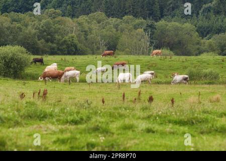 A cattle farm with cows grazing on green pasture on a summer morning. Livestock or a herd feeding outdoors in a meadow during spring. Brown and white cow stock on a field eating Stock Photo