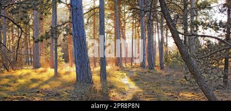 A forest with bright sun light shining through tall trees during sunrise in the morning. A landscape of scenic woods with golden yellow sunlight at sunset on a summer afternoon outdoors Stock Photo