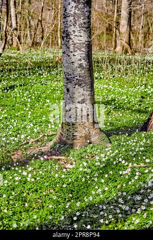 Floral field with trees in a forest. Beautiful landscape of many wood anemone flowers blooming or growing near a birch trunk in a spring meadow. Pretty white flowering plants or wildflowers in nature Stock Photo