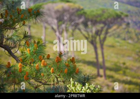 Pine trees growing in a nature park or lush spring forest. The flora and fauna around mountainside in South Africa, Western Cape. Aleppo plant with buds and needle like leaves in remote enviroment Stock Photo