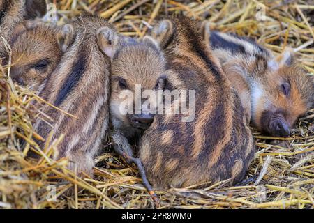 Reken, Muensterland, NRW, Germany. 26th Apr, 2023. Piggy in the Middle. Cute little Central European boar piglets (Sus scrofa scrofa) happily run around, playing in the mud and hay in their large woodland enclosure at Frankenhof wildlife park near Reken. Several litters of wild boar squeakers (piglets) have been born there in the last two weeks. There is also still a large wild population of Central European boars across most German states. Credit: Imageplotter/Alamy Live News Stock Photo