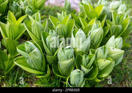 Veratrum album (or false helleborine, white hellebore, Veratrum lobelianum), poisonous plant in the family Melanthiaceae, green leaves. Stock Photo