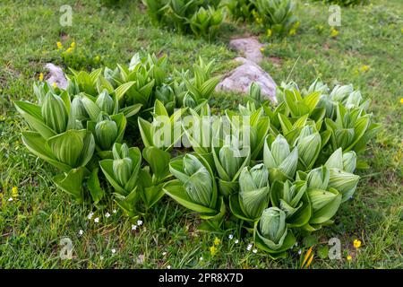 Veratrum album (or false helleborine, white hellebore, Veratrum lobelianum), poisonous plant in the family Melanthiaceae, green leaves. Stock Photo