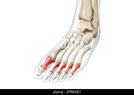 Proximal phalanges of the toe bones in red with body 3D rendering illustration isolated on white with copy space. Human skeleton and foot anatomy, med Stock Photo