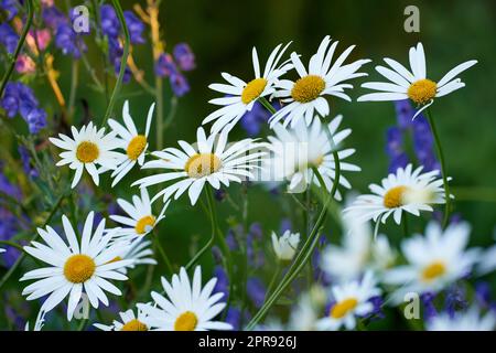 Daisy flowers growing in a field or botanical garden on a sunny day outdoors. Marguerite or english daisies with white petals blooming in spring. Beautiful and bright plants blossoming in nature Stock Photo