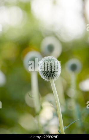 Wild globe thistle or echinops exaltatus flowers growing in a botanical garden with blurred background and copy space. Closeup of asteraceae species of plants blooming in nature on a sunny day Stock Photo