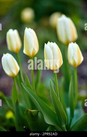 White garden tulips growing in spring. Closeup of didiers tulip from the tulipa gesneriana species with vibrant petals and green stems blossoming and blooming in nature on a sunny day in spring Stock Photo