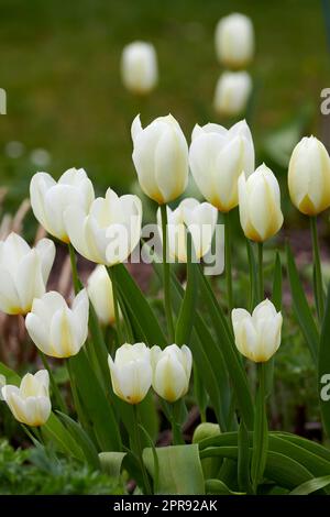 White tulips growing in a garden. Didiers tulip from the tulipa gesneriana species blooming in spring in nature. Closeup of pretty natural flowering plant in a park with green stems and soft petals Stock Photo
