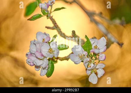 Closeup of a beautiful Paradise apple flowers against a soft glowing golden background. Zoom in on nature blooming on a tree branch in a garden. Macro details of beauty in soothing nature Stock Photo