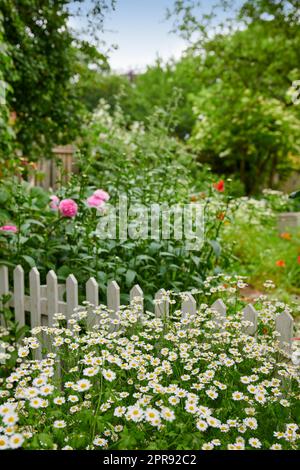 Colorful plants in a cultivated green area. A bright green garden with vibrant flowers outdoors on a spring day with a white picket fence. Beautiful lush foliage in a backyard on a sunny summer day. Stock Photo