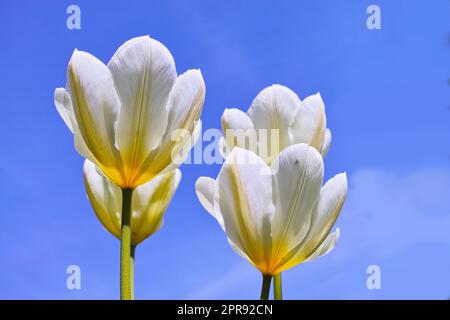 Closeup of white Tulips against a blue sky background on a sunny day with copy space. Zoom in on seasonal flowers growing in a garden. Macro detail of patterns and texture in nature Stock Photo