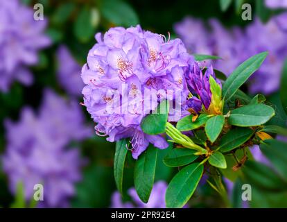 Closeup of beautiful rhododendron simsii flower in the garden in early springtime. Landscape view of plants blooming in nature. Natural white flower petals growing from long and short green stems Stock Photo