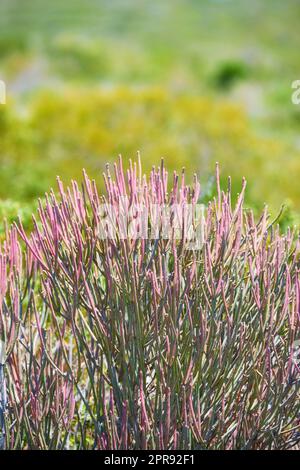 Pencil cactus flowers on mountain side outdoors on a sunny Summer day. Isolated natural spurges of pink petals blossoming and with green bushes behind. Calm area in Western Cape of South Africa Stock Photo