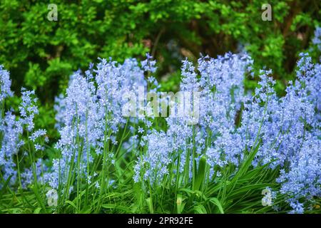 Blue flora blooming in a lush grassy meadow. Bluebell Scilla Siberica flowers growing in a quiet peaceful private home or botanical garden with vibrant green plants growing around it in summer. Stock Photo