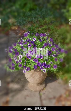 Wild flowering plant used for gardening decoration and landscaping. Flower pot with purple petunias growing in a backyard home garden on a patio. Beautiful flowerheads blooming and blossoming outside Stock Photo