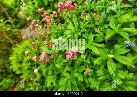 Green bush with bright colorful flowers blooming on a beautiful spring day. Lush and vibrant plants blossoming outdoors in a garden or in nature. Magnificent foliage growing in a yard in summer Stock Photo