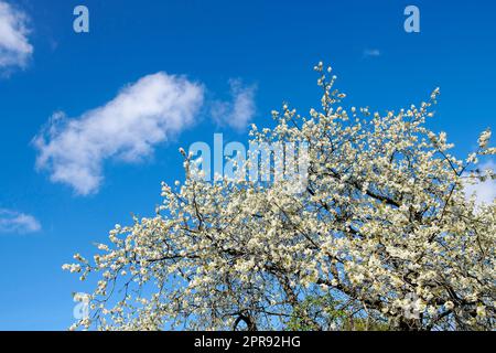 Cherry flowers on a tree against a cloudy blue sky in a backyard garden in summer. Wild white sakura flowering plants blossoming and flourishing on branches in a nature park or field in spring Stock Photo