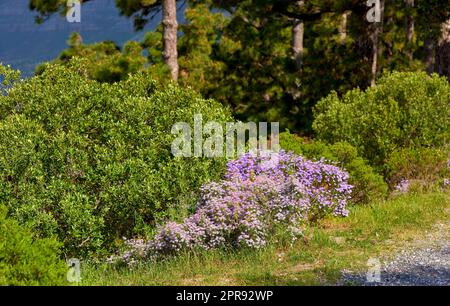 Lush landscape with colorful flowers and plant shrubs growing on a mountain on a sunny day outside. Swan river daisy or brachyscome iberidifolia foliage from the asteraceae species blooming in nature Stock Photo