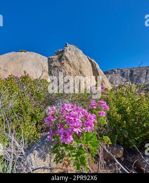 Rocky mountain side with plants flowers and clear blue sky on a sunny Summer day. Beautiful isolated relaxing and tranquil scene in nature. Wilderness located in the Western Cape of South Africa Stock Photo