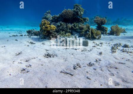 Colorful coral reef at the bottom of tropical sea, hard corals and puffer fish lying on the sand, underwater landscape Stock Photo