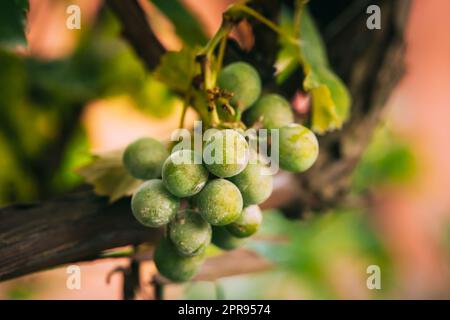 Powdery Mildew On Fruits And Leaves Of Grape. Plant Disease. Bad Harvest Stock Photo