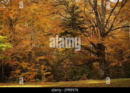Beautiful autumn landscape with colored dry leaves. Copy space. Stock Photo