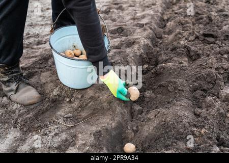 Planting potato tubers in the ground. Early spring preparation for the garden season. A man takes potatoes from a bucket and puts them in a prepared hole in the garden. Stock Photo