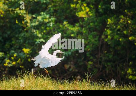 Goa, India. White Little Egret Landing On Grass Stock Photo