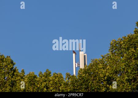 Attentive falcon sitting on communication tower or antenna tower for high frequency internet with 4g and 5g looking out for prey with clear blue sky background hunting urban scenery for flying raptors Stock Photo