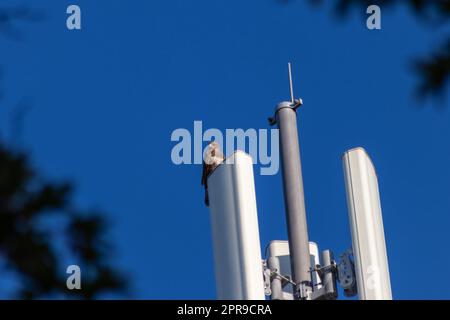 Attentive falcon sitting on communication tower or antenna tower for high frequency internet with 4g and 5g looking out for prey with clear blue sky background hunting urban scenery for flying raptors Stock Photo